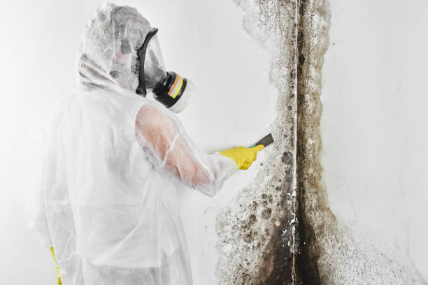 Best Black Mold Removal  in Contra Costa Centre, CA