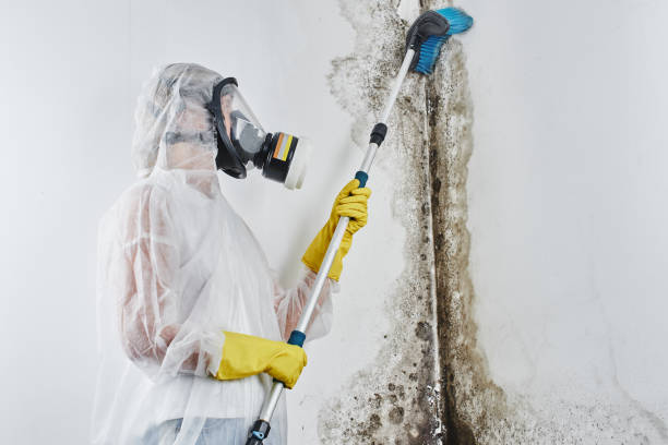 Mold Testing and Removal in Contra Costa Centre, CA