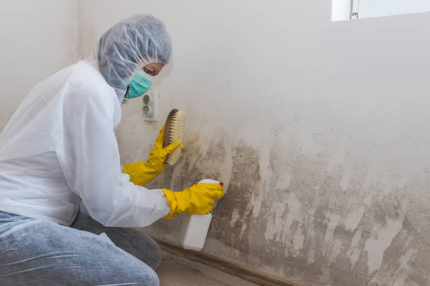 Best Attic Mold Removal  in Contra Costa Centre, CA