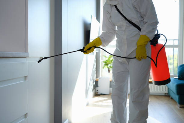 Best Local Mold Removal Service  in Contra Costa Centre, CA
