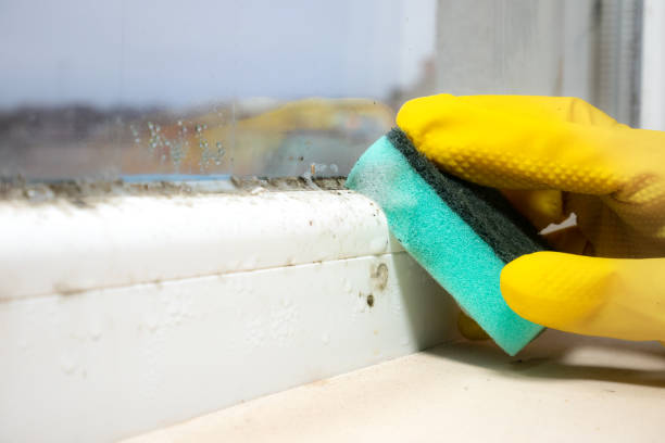 Best Home Mold Removal  in Contra Costa Centre, CA