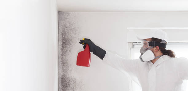  Contra Costa Centre, CA Mold Removal Pros