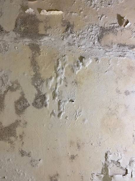 Best Toxic Mold Removal  in Contra Costa Centre, CA