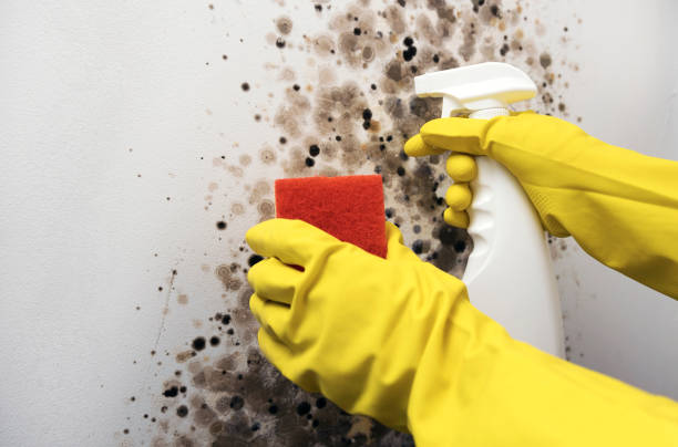 Best Office Mold Removal Services  in Contra Costa Centre, CA