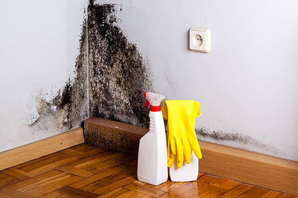 Best Best Mold Removal Companies  in Contra Costa Centre, CA