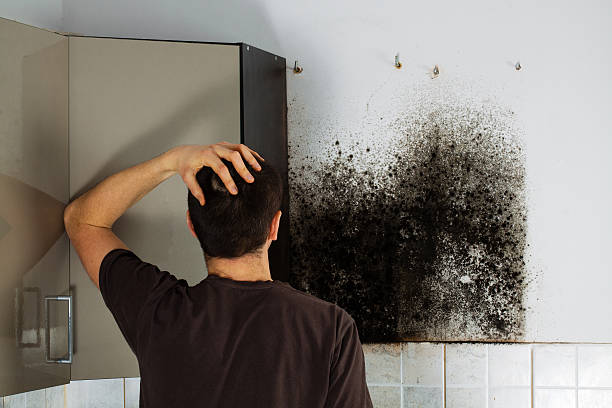 Best Mold Removal Near Me  in Contra Costa Centre, CA