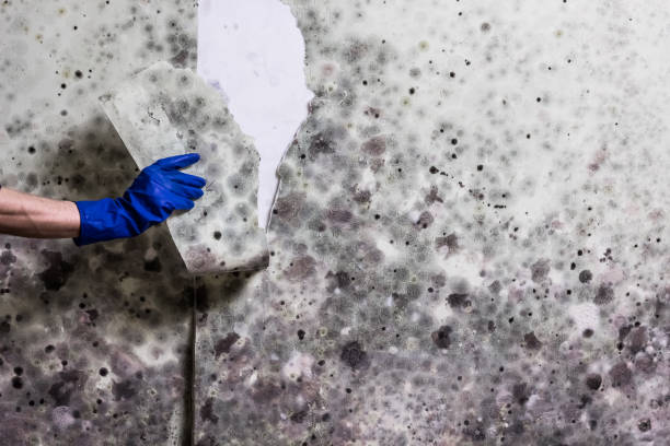 Trusted Contra Costa Centre, CA Mold Removal Experts