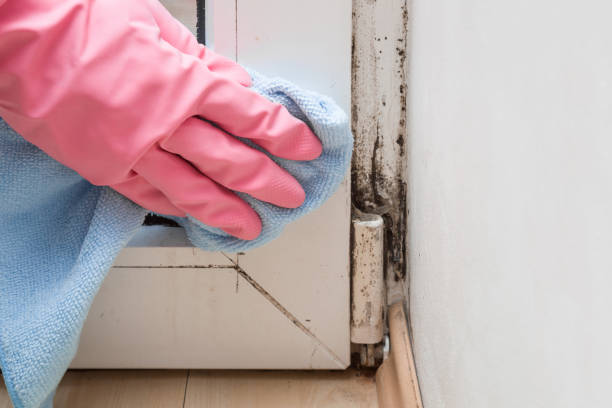 Best Mold Testing  in Contra Costa Centre, CA