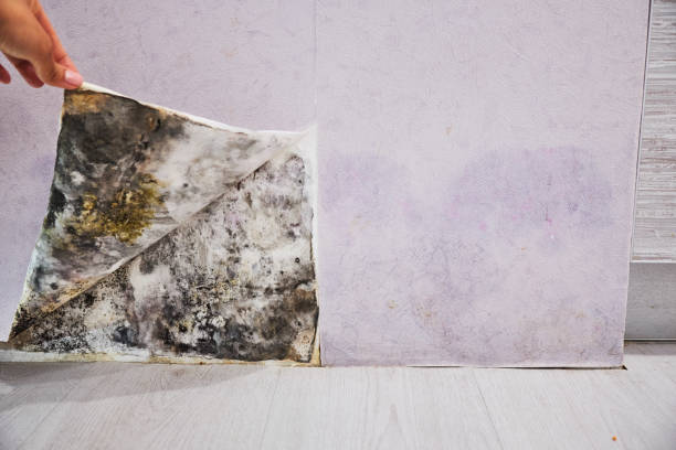 Best Commercial Mold Removal  in Contra Costa Centre, CA